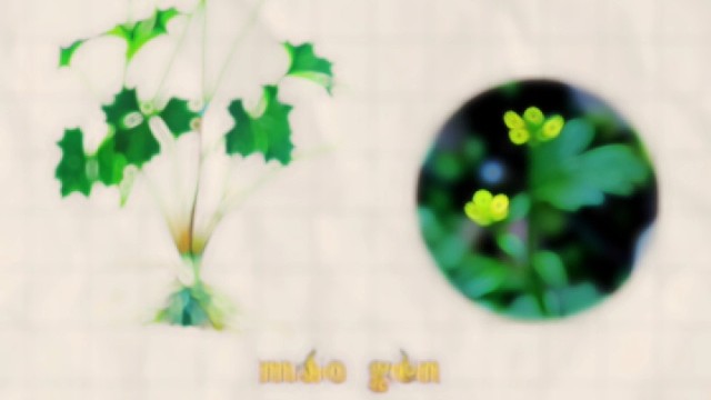 毛莨，又名毛建草，你的家乡还有吗？