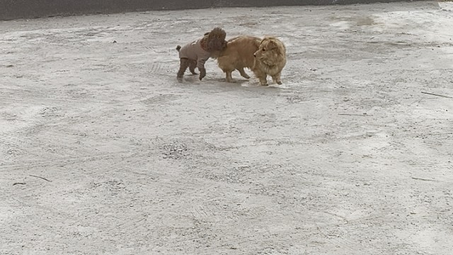 好朋友见面是这样的