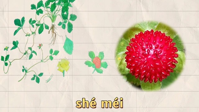 蛇莓，又名地莓，你的家乡还有吗？