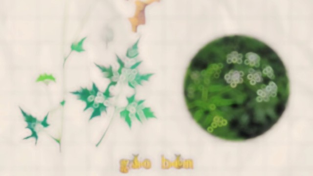 藁本，又名藁茇，你的家乡还有吗？