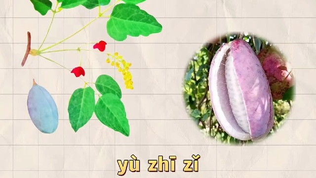 预知子，又名圣知子，你的家乡还有吗？