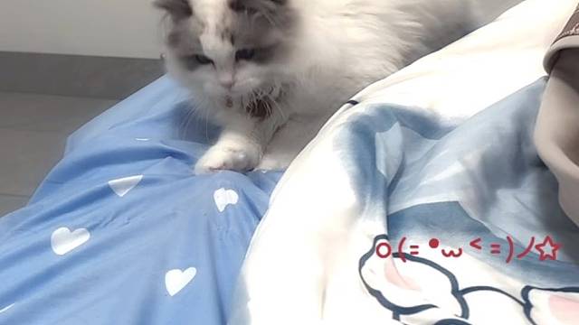 调皮猫