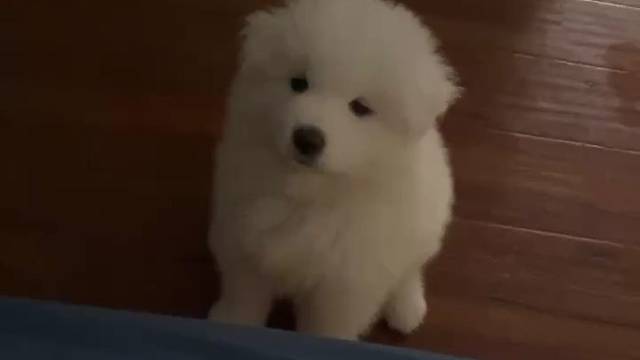 世上不能没有小狗狗