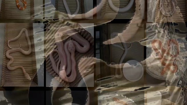 姑娘我走不出大山，要不，你带一条蛇走嘛。