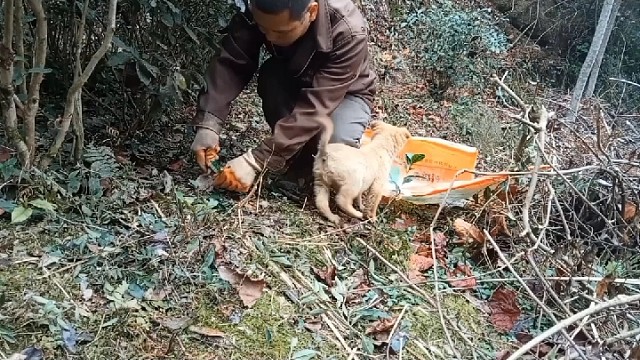挖茶叶苗……挖着挖着下大雨了……