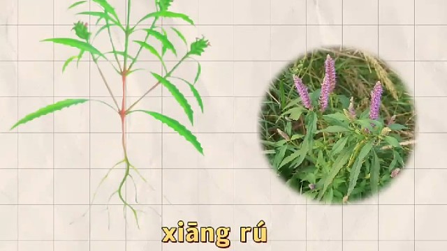 香薷，又名香葇，你的家乡还有吗？