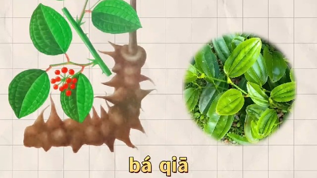 菝葜，又名金刚根，你的家乡还有吗？