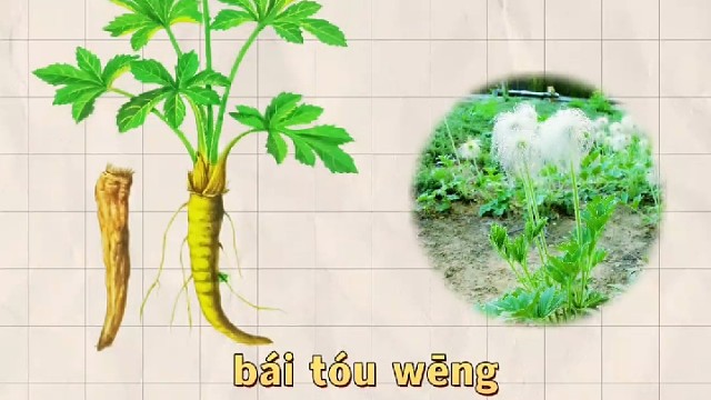 白头翁，又名野丈人，你的家乡还有吗？