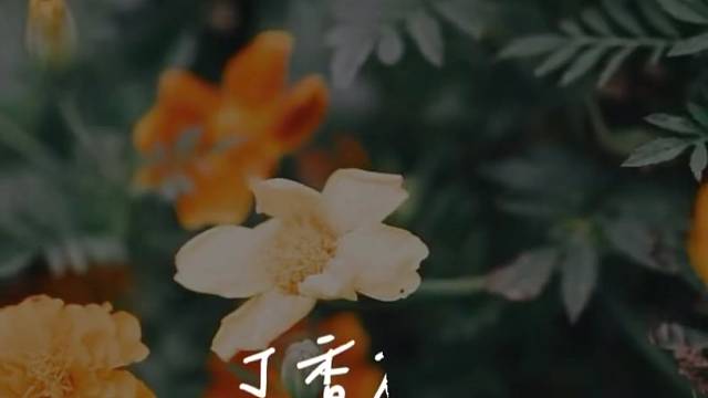 那些年错过的美好