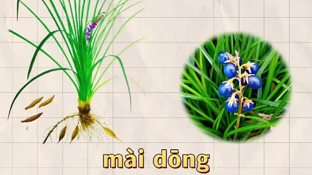 麦冬，又名麦门冬，你的家乡还有吗？