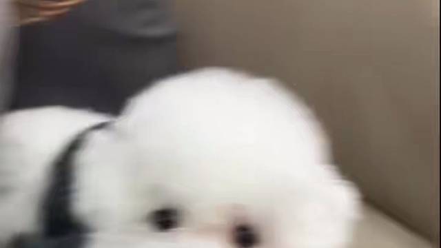 野草漫过铁轨，春天在轨道缝隙发芽