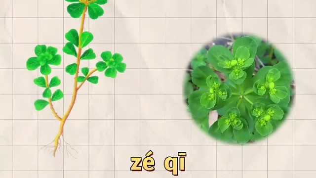 泽漆，又名漆茎，你的家乡还有吗？