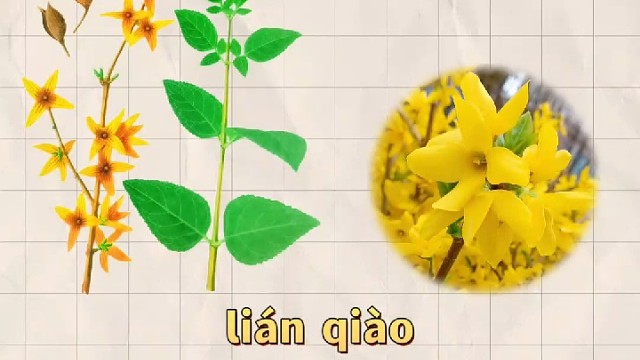 连翘，又名异翘，你的家乡还有吗？