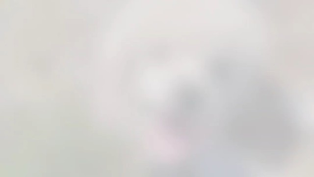 它比我帅(●—●)