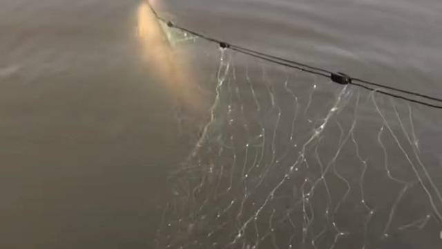 #户外捕鱼大队 #捕鱼河边随拍 #捕捞现场  #丝网捕鱼