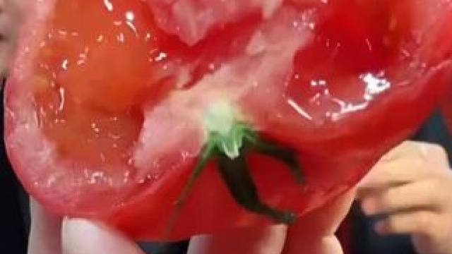 普罗旺斯水果西红柿新鲜采摘