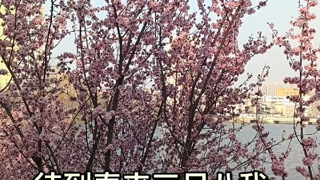 春天赏花季。花中仙子美人梅！美人如花，花如美人！