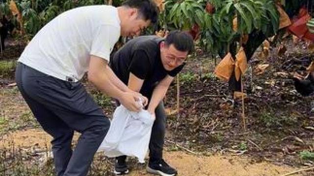 来到三亚，精选芒果