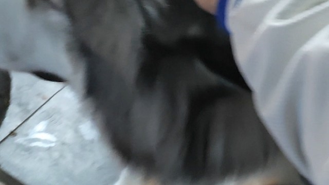 阿拉斯加