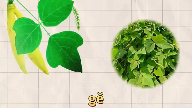 葛，又名鸡齐，你的家乡还有吗？