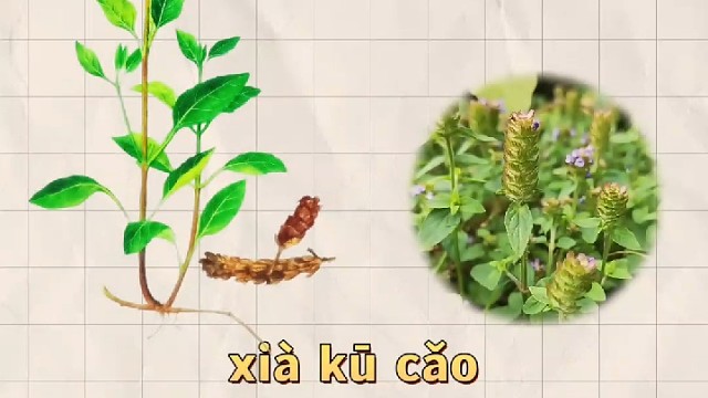 夏枯草，又名夕句，你的家乡还有吗？