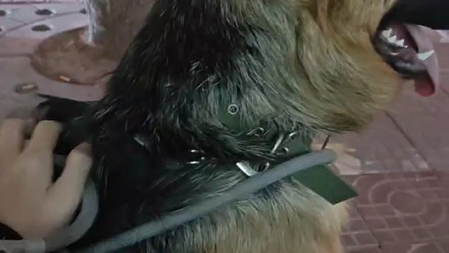 成为平静的汪这堂课 要挨很多揍