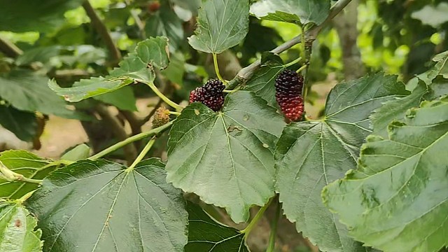 听说这个很补，是蒸着吃，还是煮着吃，或者炒着吃。