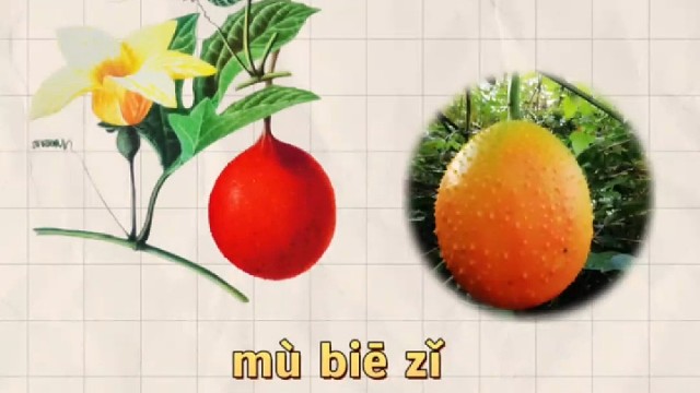 木鳖子，又名木蟹，你的家乡还有吗？