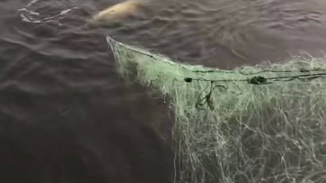 #户外捕鱼大队 #捕鱼河边随拍 #捕捞现场  #丝网捕鱼