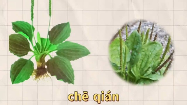 车前，又名当道，您知道它的妙用吗？