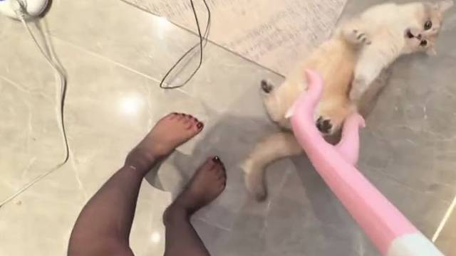 猫咪好可爱啊，能抱抱它们的妈妈吗