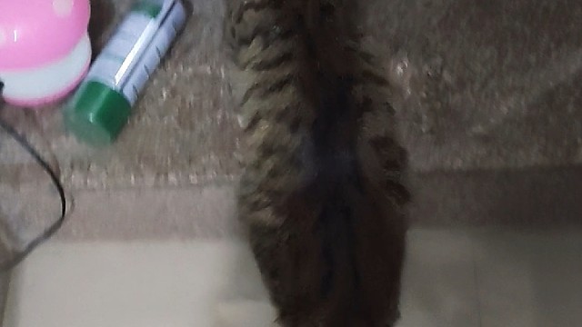 男帅哥猫—小优