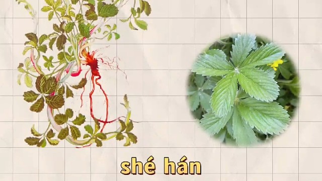 蛇含，又名蛇衔，您知道它的妙用吗？