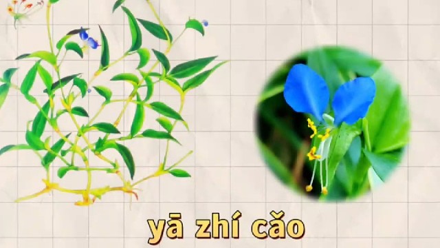 鸭跖草，又名鸡舌草，您知道它的妙用吗？