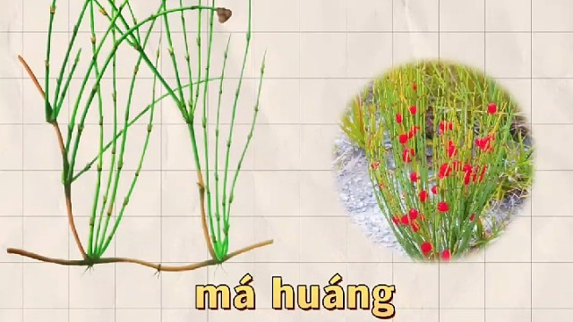 麻黄，又名龙沙，您知道它的妙用吗？