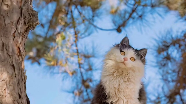 猫咪