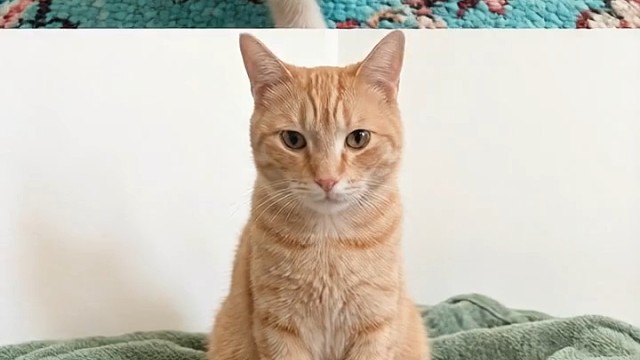 我家猫咪