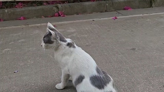 小猫不知道它会掉毛，它只是想蹭你