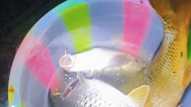 掉一颗星星我就钓一条