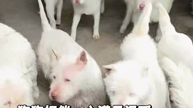 有要买下司犬的联系