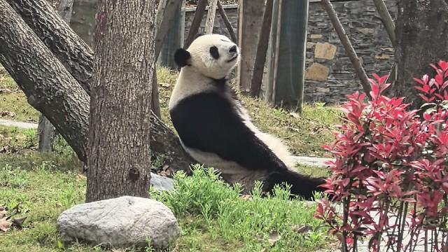忘记它叫啥了。反正它近视眼