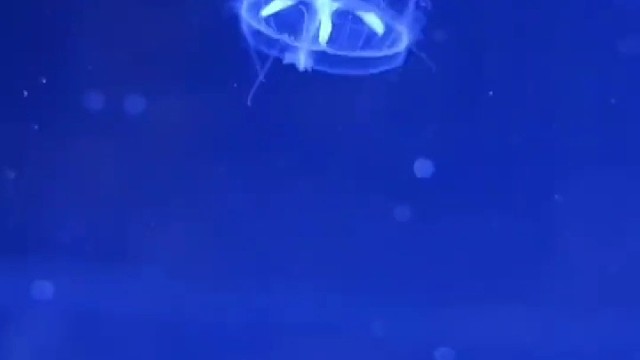 桃花水母“水中大熊猫”