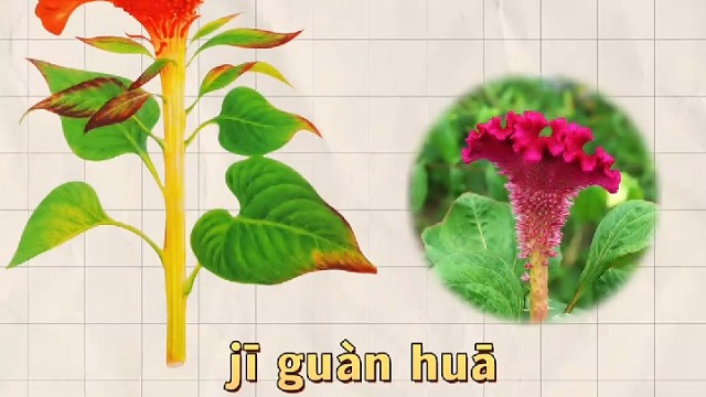 鸡冠花，又名鸡冠，您知道它的妙用吗？
