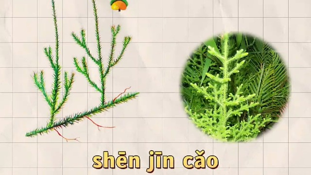 伸筋草，又名石松，您知道它的妙用吗？