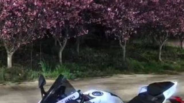 花有重开日
