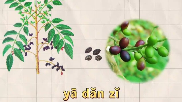 鸦胆子，又名鸭胆子，您知道它的妙用吗？