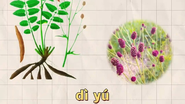 地榆，又名玉豉，您知道它的妙用吗？