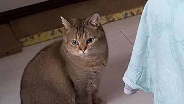 萌宠日常记录