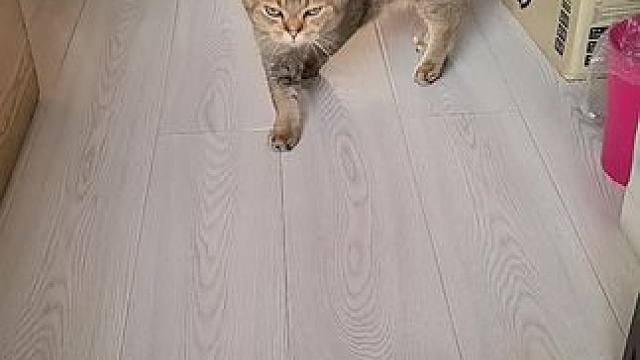 动物的迷惑行为