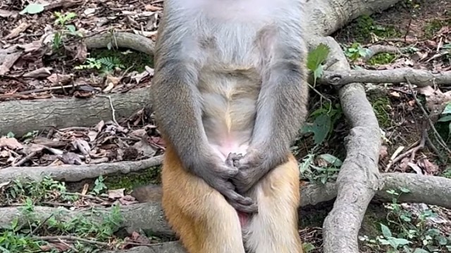 有故事的猴子，就差借酒消愁了。
